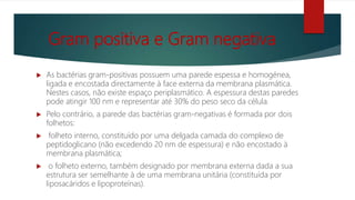 Gram positiva e Gram negativa
 As bactérias gram-positivas possuem uma parede espessa e homogénea,
ligada e encostada directamente à face externa da membrana plasmática.
Nestes casos, não existe espaço periplasmático. A espessura destas paredes
pode atingir 100 nm e representar até 30% do peso seco da célula.
 Pelo contrário, a parede das bactérias gram-negativas é formada por dois
folhetos:
 folheto interno, constituído por uma delgada camada do complexo de
peptidoglicano (não excedendo 20 nm de espessura) e não encostado à
membrana plasmática;
 o folheto externo, também designado por membrana externa dada a sua
estrutura ser semelhante à de uma membrana unitária (constituída por
liposacáridos e lipoproteínas).
 