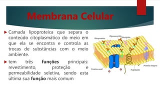 Membrana Celular
 Camada lipoproteica que separa o
conteúdo citoplasmático do meio em
que ela se encontra e controla as
trocas de substâncias com o meio
ambiente.
 tem três funções principais:
revestimento, proteção e
permeabilidade seletiva, sendo esta
última sua função mais comum
 