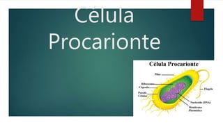 Célula
Procarionte
 