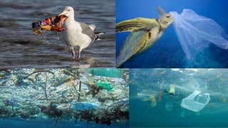 Plástico, desenvolvimento e sustentabilidade