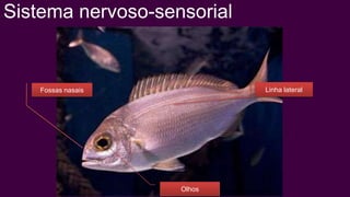 Sistema nervoso-sensorial


    Fossas nasais           Linha lateral




                    Olhos
 