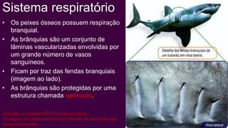 Sistema respiratório
• Os peixes ósseos possuem respiração
  branquial.
• As brânquias são um conjunto de
  lâminas vascularizadas envolvidas por
  um grande número de vasos
  sanguíneos.
• Ficam por traz das fendas branquiais
  (imagem ao lado).
• As brânquias são protegidas por uma
  estrutura chamada opérculo.

Atenção: o tubarão NÃO é um peixe ósseo.
A imagem foi usada somente em caráter de ilustração das
fendas branquiais.
 