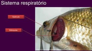 Sistema respiratório

      Opérculo




   Brânquias




                 Fonte: http://tudoquevocefazconta.files.wordpress.com/2010/09/operculo.jpg
 