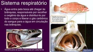 Sistema respiratório
• Água entra pela boca até chegar às
  brânquias, responsáveis por recolher
  o oxigênio da água e distribuí-lo por
  todo o corpo e liberar o gás carbônico
  do sangue para a água em circulação
  nas brânquias.




   Detalhe para as quatro brânquias em cada fenda
 