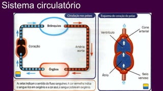 Sistema circulatório
 