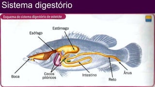 Sistema digestório
 