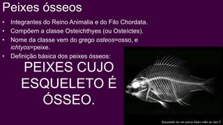 Peixes ósseos
• Integrantes do Reino Animalia e do Filo Chordata.
• Compõem a classe Osteichthyes (ou Osteíctes).
• Nome da classe vem do grego osteos=osso, e
  ichtyos=peixe.
• Definição básica dos peixes ósseos:

      PEIXES CUJO
      ESQUELETO É
        ÓSSEO.
 