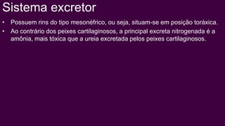 Sistema excretor
• Possuem rins do tipo mesonéfrico, ou seja, situam-se em posição toráxica.
• Ao contrário dos peixes cartilaginosos, a principal excreta nitrogenada é a
  amônia, mais tóxica que a ureia excretada pelos peixes cartilaginosos.
 