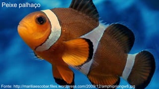 Peixe palhaço




Fonte: http://mariliaescobar.files.wordpress.com/2009/12/amphipriongw8.jpg
 