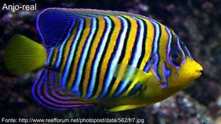 Anjo-real




Fonte: http://www.reefforum.net/photopost/data/562/fr7.jpg
 