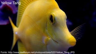 Yellow Tang




Fonte: http://www.reefforum.net/photopost/data/520/Yellow_Tang.JPG
 