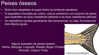 Peixes ósseos
• Muito bem adaptados à quase todos os ambiente aquáticos.
• O esqueleto é formado por crânio, coluna vertebral e um conjunto de ossos
  que sustentam as duas nadadeiras peitorais e as duas nadadeiras pélvicas.
• As nadadeiras caudais geralmente são homocercas, ou seja, formadas por
  dois lóbulos iguais.




        Alguns exemplos de peixes ósseos:
Tainha, Manjuba, Linguado, Robalo, Bagre, Pintado,
             Dourado, Carpa e Truta.
 