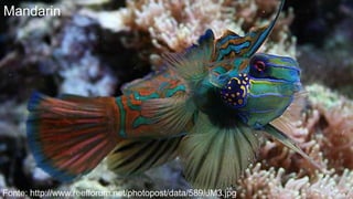 Mandarin




Fonte: http://www.reefforum.net/photopost/data/589/JM3.jpg
 