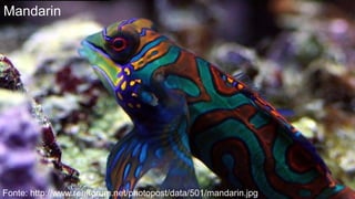 Mandarin




Fonte: http://www.reefforum.net/photopost/data/501/mandarin.jpg
 