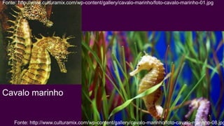 Fonte: http://www.culturamix.com/wp-content/gallery/cavalo-marinho/foto-cavalo-marinho-01.jpg




Cavalo marinho


     Fonte: http://www.culturamix.com/wp-content/gallery/cavalo-marinho/foto-cavalo-marinho-08.jpg
 