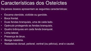 Características dos Osteíctes
Os peixes ósseos apresentam as seguintes características:

•   Escama ctenóide, ciclóide ou ganóide.
•   Boca frontal.
•   Duas fendas branquiais, uma de cada lado.
•   Opérculo protegendo as fendas branquiais.
•   Quatro brânquias em cada fenda branquial.
•   Linha lateral.
•   Presença de ânus.
•   Bexiga natatória.
•   Nadadeiras dorsal, peitoral, ventral (ou pélvica), anal e caudal.
 