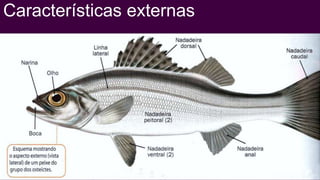 Características externas
 