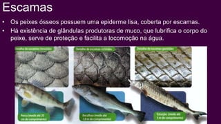 Escamas
• Os peixes ósseos possuem uma epiderme lisa, coberta por escamas.
• Há existência de glândulas produtoras de muco, que lubrifica o corpo do
  peixe, serve de proteção e facilita a locomoção na água.
 