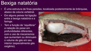 Bexiga natatória
• É uma estrutura de finas paredes, localizada posteriormente às brânquias,
  abaixo da coluna vertebral.
• Em alguns peixes há ligação
  entre a bexiga natatória e a
  faringe.
• Tem a função de “equilibrar”
  a natação do peixe em
  profundidades diferentes,
  com o uso de mecanismos
  que aumentam ou diminuem
  o volume de gás em seu
  interior (especialmente gás
  oxigênio).
 