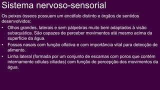 Sistema nervoso-sensorial
Os peixes ósseos possuem um encéfalo distinto e órgãos de sentidos
desenvolvidos:
• Olhos grandes, laterais e sem pálpebras muito bem adaptados à visão
  subaquática. São capazes de perceber movimentos até mesmo acima da
  superfície da água.
• Fossas nasais com função olfativa e com importância vital para detecção de
  alimento.
• Linha lateral (formada por um conjunto de escamas com poros que contém
  internamente células ciliadas) com função de percepção dos movimentos da
  água.
 