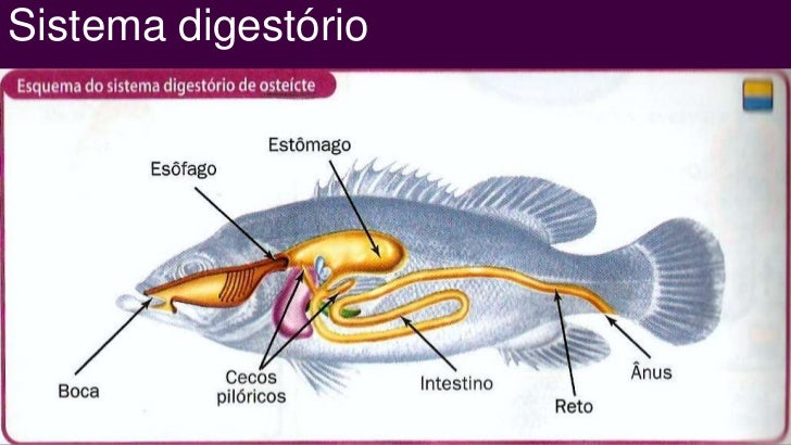 Trabalho biologia peixes ósseos