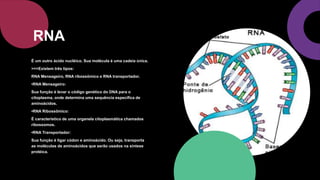 É um outro ácido nucléico. Sua molécula é uma cadeia única.
>>>Existem três tipos:
RNA Mensageiro, RNA ribossômico e RNA transportador.
•RNA Mensageiro:
Sua função é levar o código genético do DNA para o
citoplasma, onde determina uma sequência específica de
aminoácidos.
•RNA Ribossômico:
É característico de uma organela citoplasmática chamados
ribossomos.
•RNA Transportador:
Sua função é ligar códon e aminoácido. Ou seja, transporta
as moléculas de aminoácidos que serão usados na síntese
protéica.
RNA
 