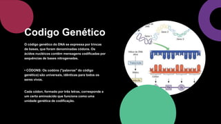 O código genético do DNA se expressa por trincas
de bases, que foram denominadas códons. Os
ácidos nucléicos contêm mensagens codificadas por
sequências de bases nitrogenadas.
• CÓDONS: Os codóns ("palavras" do código
genético) são universais, idênticas para todos os
seres vivos.
Cada códon, formado por três letras, corresponde a
um certo aminoácido que funciona como uma
unidade genética de codificação.
Codigo Genético
 