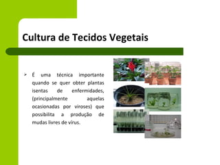 Cultura de Tecidos Vegetais


   É uma técnica importante
    quando se quer obter plantas
    isentas    de     enfermidades,
    (principalmente         aquelas
    ocasionadas por viroses) que
    possibilita a produção de
    mudas livres de vírus.
 