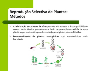 Reprodução Selectiva de Plantas:
Métodos

   A hibridação de plantas in vitro permite ultrapassar a incompatibilidade
    sexual. Nesta técnica promove-se a fusão de protoplastos (célula de uma
    planta a que se destrói a parede celular) que originam plantas híbridas.
   Desenvolvimento de plantas transgénicas com características mais
    favoráveis.
 