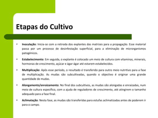 Etapas do Cultivo
   Inoculação: Inicia-se com a retirada dos explantes das matrizes para a propagação. Esse material
    passa por um processo de desinfestação superficial, para a eliminação de microrganismos
    patogénicos.
   Estabelecimento: Em seguida, o explante é colocado um meio de cultura com vitaminas, minerais,
    hormonas de crescimento, açúcar e ágar-ágar até estarem estabelecidos.
   Multiplicação: Após esse período, o resultado é transferido para outro meio nutritivo para a fase
    de multiplicação. As mudas são subcultivadas, quando o objectivo é originar uma grande
    quantidade de mudas.
   Alongamento/enraizamento: No final dos subcultivos, as mudas são alongadas e enraizadas, num
    meio de cultura específico, com a ajuda de reguladores de crescimento, até atingirem o tamanho
    adequado para a fase final.
   Aclimatação: Nesta fase, as mudas são transferidas para estufas aclimatizadas antes de poderem ir
    para o campo.
 
