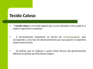 Tecido Caloso
    O tecido caloso é um tecido vegetal que, ao ser cultivado in vitro, pode vir a
    originar organismos completos.


      É extremamente importante na técnica de micropropagação, pois
    corresponde a uma fase de desenvolvimento por que passam os explantes
    usados nesta técnica.


      As plantas que se originam a partir desta técnica são geneticamente
    idênticas às plantas que lhes deram origem.
 