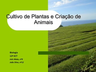 Cultivo de Plantas e Criação de
            Animais




 Biologia
 12º ECT
 Inês Mata, nº9
 João Silva, nº12
 
