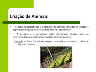 Criação de Animais
     A pecuária corresponde ao conjunto de técnicas utilizadas na criação e
    reprodução de gado e outros animais com fins económicos.
      A pecuária e a agricultura estão intimamente ligadas, pois em
    determinados momentos uma actividade depende da outra.
     Exemplo: as fezes dos animais servem como adubos naturais no cultivo de
        algumas culturas.
 