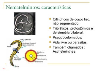 Nematelmintos: características
 Cilíndricos de corpo liso,
não segmentado;
 Tribláticos, protostômios e
de simetria bilateral;
 Pseudocelomados;
 Vida livre ou parasitas;
 Também chamados :
Aschelminthes
Elton
 