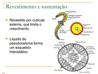 Revestimento e sustentação
 Revestido por cutícula
externa, que limita o
crescimento;
 Líquido do
pseudoceloma forma
um esqueleto
hidrostático
Alissu
 