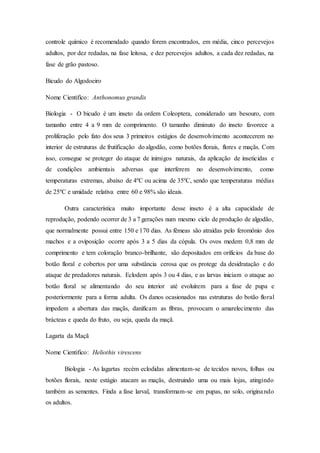 controle químico é recomendado quando forem encontrados, em média, cinco percevejos
adultos, por dez redadas, na fase leitosa, e dez percevejos adultos, a cada dez redadas, na
fase de grão pastoso.
Bicudo do Algodoeiro
Nome Cientifico: Anthonomus grandis
Biologia - O bicudo é um inseto da ordem Coleoptera, considerado um besouro, com
tamanho entre 4 a 9 mm de comprimento. O tamanho diminuto do inseto favorece a
proliferação pelo fato dos seus 3 primeiros estágios de desenvolvimento acontecerem no
interior de estruturas de frutificação do algodão, como botões florais, flores e maçãs. Com
isso, consegue se proteger do ataque de inimigos naturais, da aplicação de inseticidas e
de condições ambientais adversas que interferem no desenvolvimento, como
temperaturas extremas, abaixo de 4ºC ou acima de 35ºC, sendo que temperaturas médias
de 25ºC e umidade relativa entre 60 e 98% são ideais.
Outra característica muito importante desse inseto é a alta capacidade de
reprodução, podendo ocorrer de 3 a 7 gerações num mesmo ciclo de produção de algodão,
que normalmente possui entre 150 e 170 dias. As fêmeas são atraídas pelo feromônio dos
machos e a oviposição ocorre após 3 a 5 dias da cópula. Os ovos medem 0,8 mm de
comprimento e tem coloração branco-brilhante, são depositados em orifícios da base do
botão floral e cobertos por uma substância cerosa que os protege da desidratação e do
ataque de predadores naturais. Eclodem após 3 ou 4 dias, e as larvas iniciam o ataque ao
botão floral se alimentando do seu interior até evoluírem para a fase de pupa e
posteriormente para a forma adulta. Os danos ocasionados nas estruturas do botão floral
impedem a abertura das maçãs, danificam as fibras, provocam o amarelecimento das
brácteas e queda do fruto, ou seja, queda da maçã.
Lagarta da Maçã
Nome Cientifico: Heliothis virescens
Biologia - As lagartas recém eclodidas alimentam-se de tecidos novos, folhas ou
botões florais, neste estágio atacam as maçãs, destruindo uma ou mais lojas, atingindo
também as sementes. Finda a fase larval, transformam-se em pupas, no solo, originando
os adultos.
 