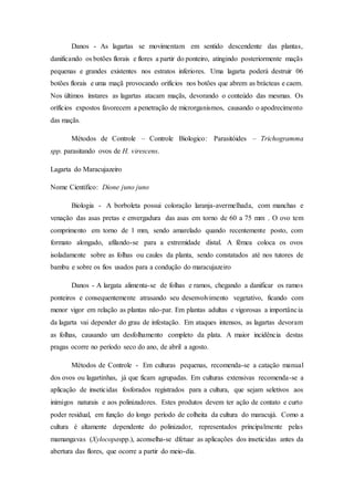 Danos - As lagartas se movimentam em sentido descendente das plantas,
danificando os botões florais e flores a partir do ponteiro, atingindo posteriormente maçãs
pequenas e grandes existentes nos estratos inferiores. Uma lagarta poderá destruir 06
botões florais e uma maçã provocando orifícios nos botões que abrem as brácteas e caem.
Nos últimos ínstares as lagartas atacam maçãs, devorando o conteúdo das mesmas. Os
orifícios expostos favorecem a penetração de microrganismos, causando o apodrecimento
das maçãs.
Métodos de Controle – Controle Biologico: Parasitóides – Trichogramma
spp. parasitando ovos de H. virescens.
Lagarta do Maracujazeiro
Nome Cientifico: Dione juno juno
Biologia - A borboleta possui coloração laranja-avermelhada, com manchas e
venação das asas pretas e envergadura das asas em torno de 60 a 75 mm . O ovo tem
comprimento em torno de 1 mm, sendo amarelado quando recentemente posto, com
formato alongado, afilando-se para a extremidade distal. A fêmea coloca os ovos
isoladamente sobre as folhas ou caules da planta, sendo constatados até nos tutores de
bambu e sobre os fios usados para a condução do maracujazeiro
Danos - A largata alimenta-se de folhas e ramos, chegando a danificar os ramos
ponteiros e consequentemente atrasando seu desenvolvimento vegetativo, ficando com
menor vigor em relação as plantas não-par. Em plantas adultas e vigorosas a importância
da lagarta vai depender do grau de infestação. Em ataques intensos, as lagartas devoram
as folhas, causando um desfolhamento completo da plata. A maior incidência destas
pragas ocorre no período seco do ano, de abril a agosto.
Métodos de Controle - Em culturas pequenas, recomenda-se a catação manual
dos ovos ou lagartinhas, já que ficam agrupadas. Em culturas extensivas recomenda-se a
aplicação de inseticidas fosforados registrados para a cultura, que sejam seletivos aos
inimigos naturais e aos polinizadores. Estes produtos devem ter ação de contato e curto
poder residual, em função do longo período de colheita da cultura do maracujá. Como a
cultura é altamente dependente do polinizador, representados principalmente pelas
mamangavas (Xylocopaspp.), aconselha-se dfetuar as aplicações dos inseticidas antes da
abertura das flores, que ocorre a partir do meio-dia.
 