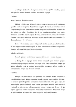 A utilização do Bacillus thuringiensis e o Baculovirus (NPV) específico, quando
bem aplicados, tem-se mostrado eficiência no controle da praga.
Caruncho
Nome Cientifico: Sitophilus zeamais
Biologia - Adultos são cerca de 3-5mm de comprimento com bocais alongados e
aparelho bucal de mastigação. Dependendo dos grãos de cereais, os tamanhos variam.
Em pequenos grãos, tais como milheto ou milho sorgo, eles são de tamanho pequeno, mas
são maiores no milho. Os adultos são de cor castanha-avermelhada sem marcas
distintivas. Os adultos não são capazes de voar. As larvas não têm pernas, são corcundas
e brancas com cabeça bronzeada. No estágio de pupa, têm focinhos como os adultos. As
fêmeas põem entre 36 e 254 ovos.
Danos - Normalmente, um ovo é depositado dentro de cada grão. Todas as fases
de larva e pupa ocorrem dentro do grão. As larvas alimentam-se do interior do grão até à
pupação, após a qual abrem um buraco e emergem.
Métodos de Controle
Controle químico: aos inseticidas organosintéticos para o manejo da praga.
A Fumigação ou expurgo é uma técnica empregada para eliminar qualquer
infestação de praga em grãos mediante uso de gás tóxico. Deve ser realizada sempre que
houver infestação, seja no produto recém colhido ou mesmo após o período de
armazenamento em que haja ataque no armazém.
Gafanhoto
Biologia - A grande maioria dos gafanhotos são polífagos. Muitos alimentam-se
a partir de várias plantas hospedeiras durante um dia, enquanto outros preferem alimentar-
se na mesma planta hospedeira. Apresentam antenas muito mais curtas que o corpo, três
pares de patas ligadas ao abdome, sendo o último par de patas posterior muito musculoso
e adaptado ao salto. As asas estão presentes aos pares e o primeiro par de asas é do tipo
tegmina (igual das baratas) e o segundo par é do tipo membranoso. Apresentam um par
de órgãos auditivos localizados nos lados do primeiro segmento abdominal.
 