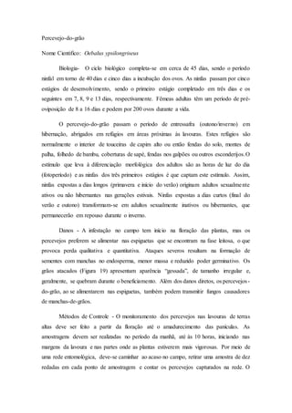 Percevejo-do-grão
Nome Cientifico: Oebalus ypsilongriseus
Biologia- O ciclo biológico completa-se em cerca de 45 dias, sendo o período
ninfal em torno de 40 dias e cinco dias a incubação dos ovos. As ninfas passam por cinco
estágios de desenvolvimento, sendo o primeiro estágio completado em três dias e os
seguintes em 7, 8, 9 e 13 dias, respectivamente. Fêmeas adultas têm um período de pré-
oviposição de 8 a 16 dias e podem por 200 ovos durante a vida.
O percevejo-do-grão passam o período de entressafra (outono/inverno) em
hibernação, abrigados em refúgios em áreas próximas às lavouras. Estes refúgios são
normalmente o interior de touceiras de capim alto ou então fendas do solo, montes de
palha, folhedo de bambu, coberturas de sapé, fendas nos galpões ou outros esconderijos.O
estímulo que leva à diferenciação morfológica dos adultos são as horas de luz do dia
(fotoperíodo) e as ninfas dos três primeiros estágios é que captam este estímulo. Assim,
ninfas expostas a dias longos (primavera e início do verão) originam adultos sexualmente
ativos ou não hibernantes nas gerações estivais. Ninfas expostas a dias curtos (final do
verão e outono) transformam-se em adultos sexualmente inativos ou hibernantes, que
permanecerão em repouso durante o inverno.
Danos - A infestação no campo tem início na floração das plantas, mas os
percevejos preferem se alimentar nas espiguetas que se encontram na fase leitosa, o que
provoca perda qualitativa e quantitativa. Ataques severos resultam na formação de
sementes com manchas no endosperma, menor massa e reduzido poder germinativo. Os
grãos atacados (Figura 19) apresentam aparência “gessada”, de tamanho irregular e,
geralmente, se quebram durante o beneficiamento. Além dos danos diretos, os percevejos-
do-grão, ao se alimentarem nas espiguetas, também podem transmitir fungos causadores
de manchas-de-grãos.
Métodos de Controle - O monitoramento dos percevejos nas lavouras de terras
altas deve ser feito a partir da floração até o amadurecimento das panículas. As
amostragens devem ser realizadas no período da manhã, até às 10 horas, iniciando nas
margens da lavoura e nas partes onde as plantas estiverem mais vigorosas. Por meio de
uma rede entomológica, deve-se caminhar ao acaso no campo, retirar uma amostra de dez
redadas em cada ponto de amostragem e contar os percevejos capturados na rede. O
 