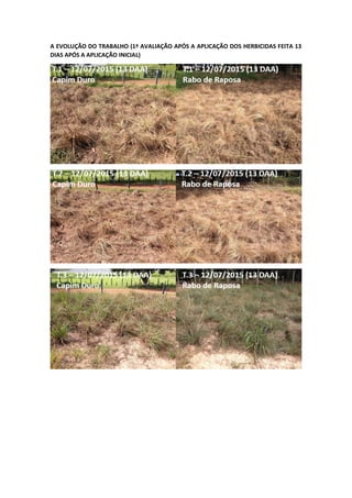 A EVOLUÇÃO DO TRABALHO (1ª AVALIAÇÃO APÓS A APLICAÇÃO DOS HERBICIDAS FEITA 13
DIAS APÓS A APLICAÇÃO INICIAL)
 