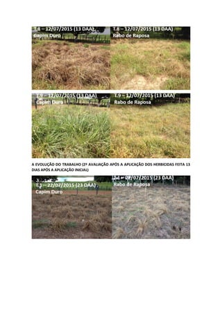 A EVOLUÇÃO DO TRABALHO (2ª AVALIAÇÃO APÓS A APLICAÇÃO DOS HERBICIDAS FEITA 13
DIAS APÓS A APLICAÇÃO INICIAL)
 