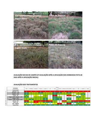 AVALIAÇÃO DO DIA DE CAMPO (3ª AVALIAÇÃO APÓS A APLICAÇÃO DOS HERBICIDAS FEITA 40
DIAS APÓS A APLICAÇÃO INICIAL)
AVALIAÇÃO DOS TRATAMENTOS
PIATÃ MOMBAÇA MARANDU PAIAGUÁS CONVERT TUPI TANGO CANARANA HUMIDICOLA RIO DE JANEIRO MASSAI ZURI TANZANIA XARAÉS
Tratamentos
1 Glifosato - 2% 4 4 4 4 4 4 4 4 4 4 4 4 4 4
2 Planador - 1,5% 0 1 1 0 1 1 0 0 1 0 1 1 1 2
3 Disparo - 1,5% 0 1 1 1 1 1 0 1 1 1 2 1 0 2
4 Truper - 5% 1 2 3 2 1 2 4 2 2 4 1 2 1 2
5 Truper - 0,5% + Disparo - 1,5% 0 2 1 1 1 2 0 1 2 2 2 0 1 2
6 Tordon - 2,5% 1 1 1 1 0 2 0 0 2 0 2 1 1 1
7 Tordon - 1,25% + Garlon - 0,5% 1 0 1 1 0 3 0 0 2 0 2 1 1 2
8 Volcane - 2% 4 3 4 4 4 4 1 2 4 3 4 4 4 4
9 Proof - 4% 0 1 4 1 0 0 1 2 1 0 0 0 0 1
10 Kifix - 40g/20l 3 2 3 3 3 2 3 4 2 4 2 1 1 2
11 Testemunha 0 0 0 0 0 0 0 0 0 0 0 0 0 0
Avaliações
FITO (%)
40 DAA
 