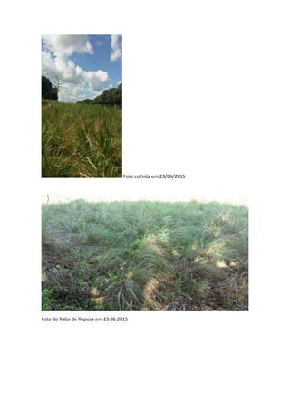 Foto colhida em 23/06/2015
Foto do Rabo de Raposa em 23.06.2015
 