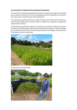 DA APLICAÇÃO DOS HERBICIDAS NAS GRAMINEAS FORRAGEIRAS
No mesmo dia foi realizado a aplicação dos herbicidas nas 14 gramíneas forrageiras, lembrando
que as mesmas já encontram com um ano de plantadas, pois foram plantadas via semente no
ano anterior para o 14 Dia de Campo da Fazenda Igarapé.
Na ocasião íamos aplicando produto por produto em todas as gramíneas para não corrermos o
risco de contaminação entre as parcelas. Todos os cuidados com a segurança e proteção das
plantas foram os mesmos.
Lembrando que nas gramíneas o objetivo era avaliarmos se os produtos usados para o controle
do Capim Duro e Rabo de Raposa não matariam as gramíneas forrageiras e os outros herbicidas
que normalmente usamos para controle de plantas daninhas nas pastagens não provocariam
fito toxidade ou morte nas gramíneas.
Vista geral da área das gramíneas.
 