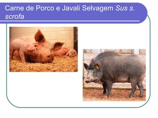 Carne de Porco e Javali  Selvagem  Sus s. scrofa 