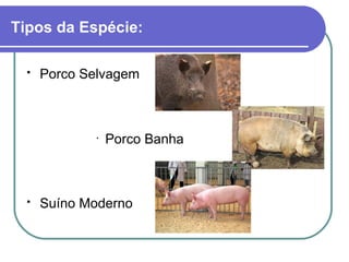 Tipos da Espécie: Porco Selvagem   Porco Banha  Suíno Moderno   