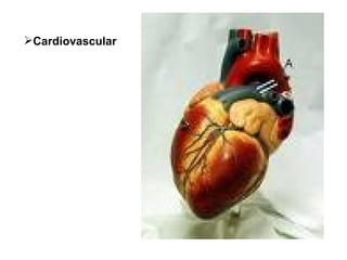 Cardiovascular 