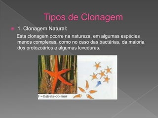  1. Clonagem Natural:
Esta clonagem ocorre na natureza, em algumas espécies
menos complexas, como no caso das bactérias, da maioria
dos protozoários e algumas leveduras.
 