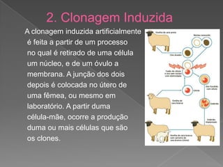 2. Clonagem Induzida
A clonagem induzida artificialmente
é feita a partir de um processo
no qual é retirado de uma célula
um núcleo, e de um óvulo a
membrana. A junção dos dois
depois é colocada no útero de
uma fêmea, ou mesmo em
laboratório. A partir duma
célula-mãe, ocorre a produção
duma ou mais células que são
os clones.
 