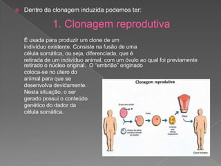  Dentro da clonagem induzida podemos ter:
1. Clonagem reprodutiva
É usada para produzir um clone de um
indivíduo existente. Consiste na fusão de uma
célula somática, ou seja, diferenciada, que é
retirada de um indivíduo animal, com um óvulo ao qual foi previamente
retirado o núcleo original. O “embrião” originado
coloca-se no útero do
animal para que se
desenvolva devidamente.
Nesta situação, o ser
gerado possui o conteúdo
genético do dador da
célula somática.
 